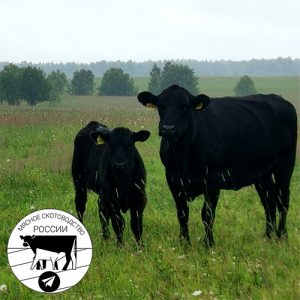 Форум «Мясное скотоводство — деньги в технологии!»